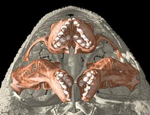 食木甲鯰魚頭部3D圖
