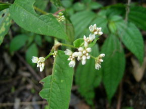 火炭母 (原變種) 火炭母 (原變種)