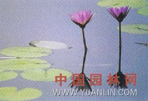 埃及藍睡蓮 埃及藍睡蓮