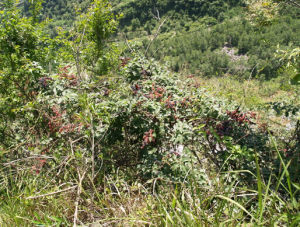 滇小勾兒茶 滇小勾兒茶