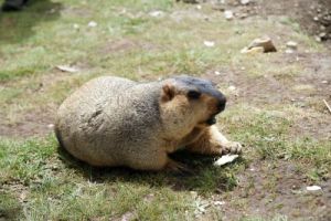 喜馬拉雅旱獺青藏亞種 喜馬拉雅旱獺青藏亞種