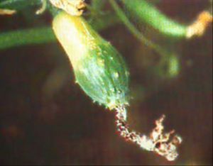 黃瓜花腐病 黃瓜花腐病