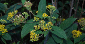 腺毛合耳菊 腺毛合耳菊