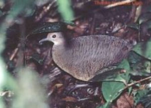 茶胸林(共鳥)
