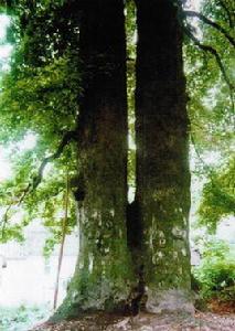 攣生兄弟楓 攣生兄弟楓