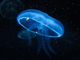 深海水母 深海水母