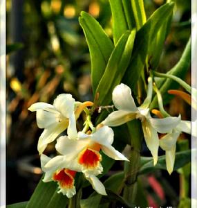 翅萼石斛 翅萼石斛