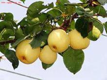 梨蘋果