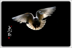 鴿子情緣 鴿子情緣