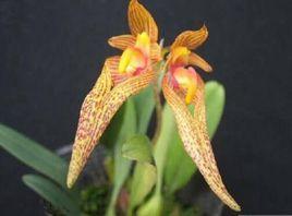 凹唇沼蘭 凹唇沼蘭