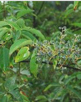 大葉女貞 大葉女貞