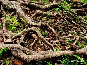 亞馬孫原始森林