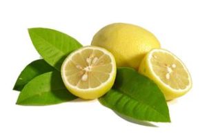 檸檬葉子