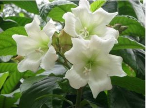 清明節用花 清明節用花