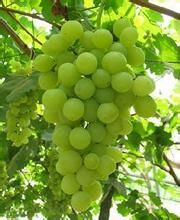 京玉葡萄 京玉葡萄
