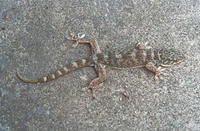 （圖）多疣壁虎