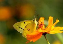 粉蝶[漢語詞語]