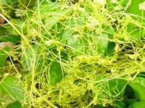 亞麻菟絲子 亞麻菟絲子