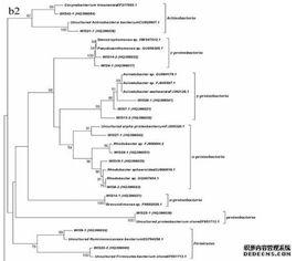 系統發育 系統發育