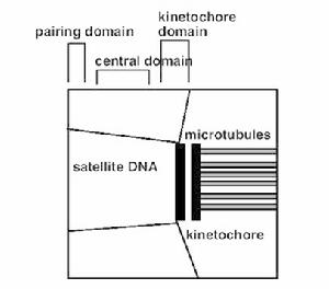 著絲粒的3個結構域