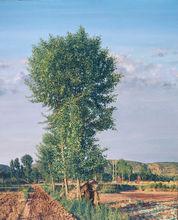 陳欣[西安美術學院講師]