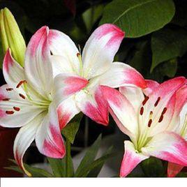 丹尼阿里芬 丹尼阿里芬