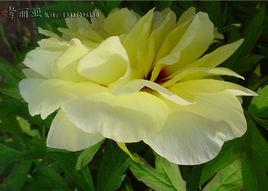 牡丹花開富貴 牡丹花開富貴