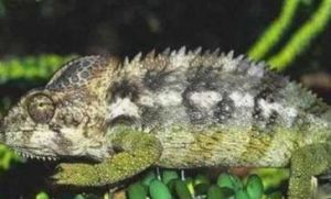 巨人疣冠變色龍