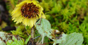 水銀杯傘 水銀杯傘