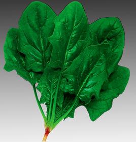 圓葉菠菜 圓葉菠菜