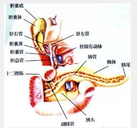   胰腺示意圖
