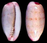 小酸棗寶螺 小酸棗寶螺