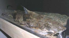 坦克鴨嘴 坦克鴨嘴