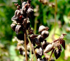 大涼山苦蕎 大涼山苦蕎