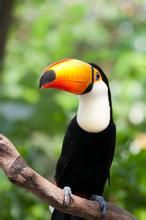 黃額巨嘴鳥 黃額巨嘴鳥