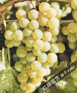 賽美蓉葡萄 賽美蓉葡萄