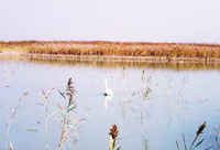 鹽城沿海灘涂珍禽國家級自然保護區