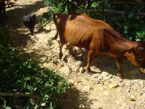 羅乾慶自然村特色產業-黃牛