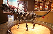 （圖）圓頂龍的股架 - 奧地利侏羅紀博物館