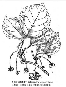 二色五味子 二色五味子