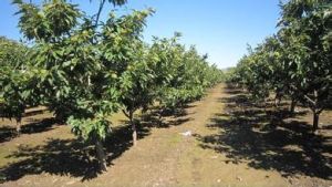 魏進河村 魏進河村