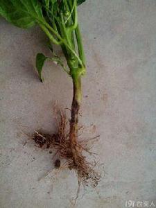 辣椒莖基腐病 辣椒莖基腐病