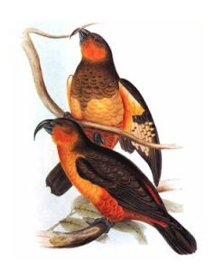 諾幅克啄羊鸚鵡 諾幅克啄羊鸚鵡