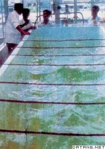 藻類養殖 藻類養殖