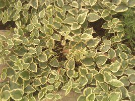 花葉蔓長春藤 花葉蔓長春藤