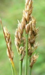 大青山嵩草 大青山嵩草