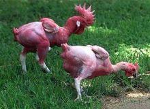 以色列無毛雞 以色列無毛雞