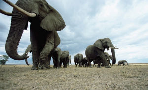為了尋找食物和水源，馬里大象必須在乾涸的撒赫勒地區永不停息地遷徙。它們每年遷徙近500公里。