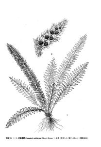 虎尾蒿蕨 虎尾蒿蕨