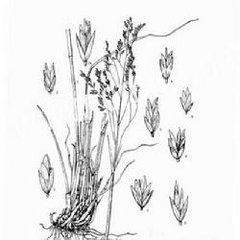 匍根早熟禾 匍根早熟禾